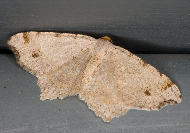 Macaria aemulataria? Geometridae