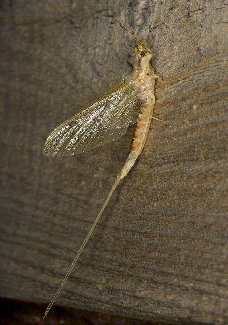 Hexagenia limbata Ephemeridae