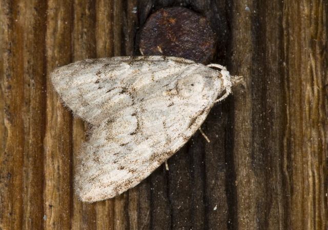 Nola clethrae Nolidae