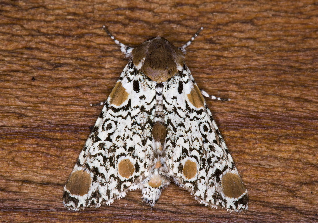 Harrisimemna trisignata Noctuidae