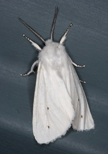 Spilosoma virginica Arctiidae