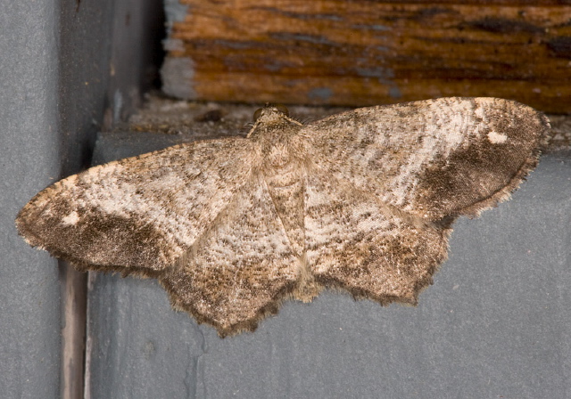 Hypagyrtis sp. Geometridae