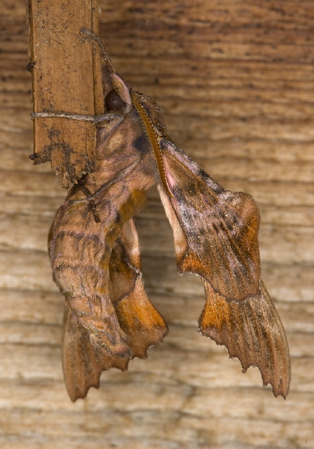 Paonias excaecatus Sphingidae