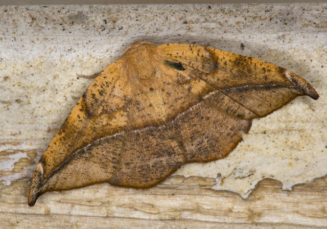 Patalene olyzonaria Geometridae