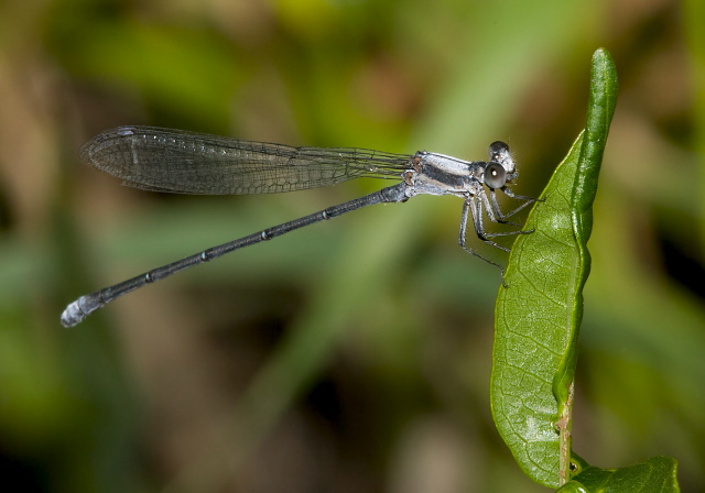 Argia moesta Coenagrionidae