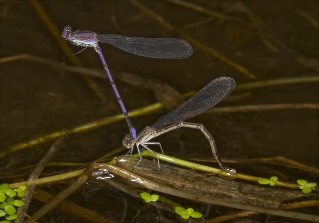 Argia fumipennis Calopterygidae