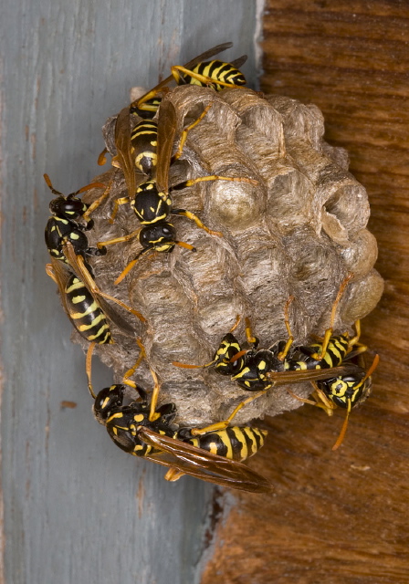 Polistes dominulus Vespidae