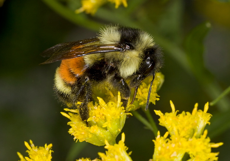 Bombus ternarius Apidae