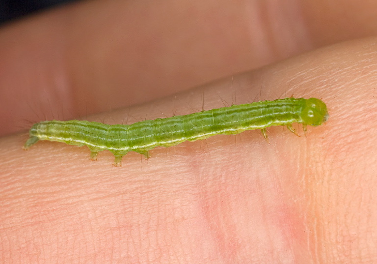 Hypena scabra Erebidae