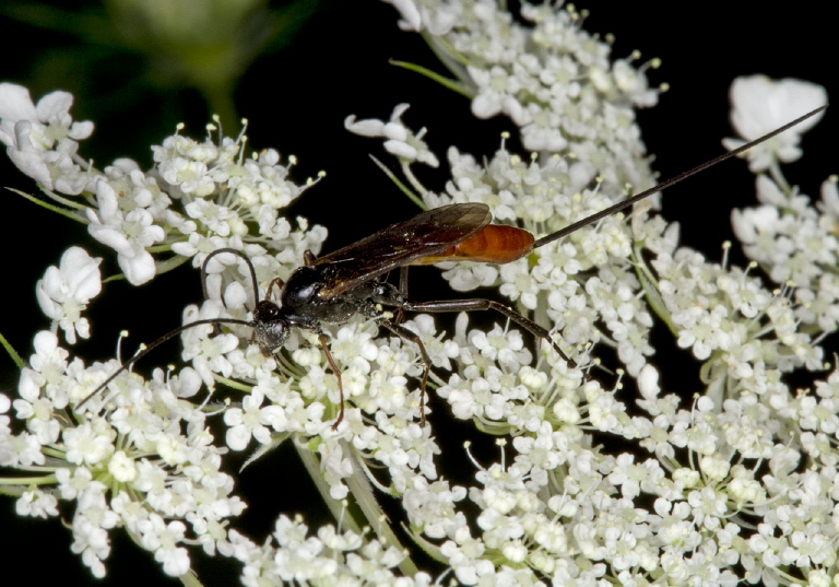   Ichneumonidae