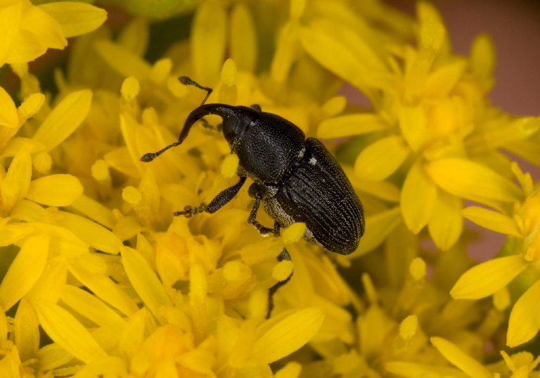 Odontocorynus sp. Curculionidae