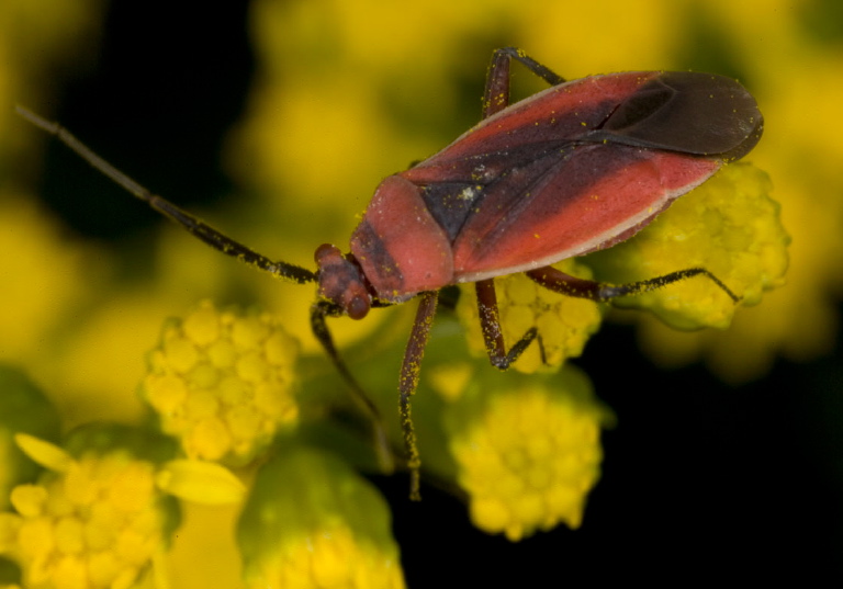 Lopidea instabilis? Miridae