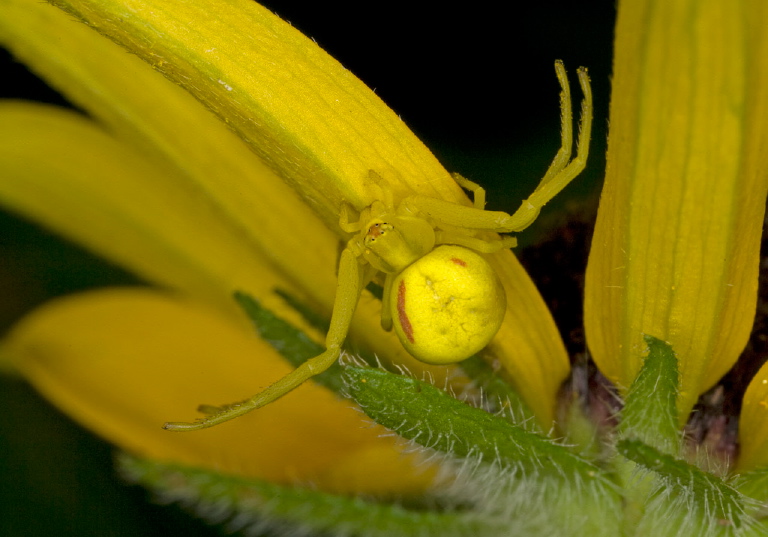 Misumena vatia? Thomisidae