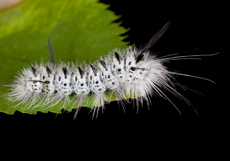 Lophocampa caryae Arctiidae