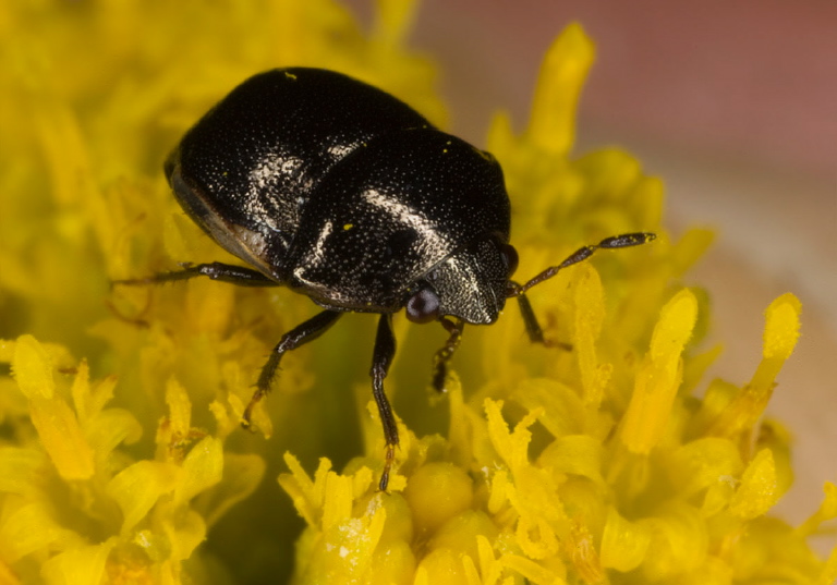 Corimelaena pulicaria Thyreocoridae