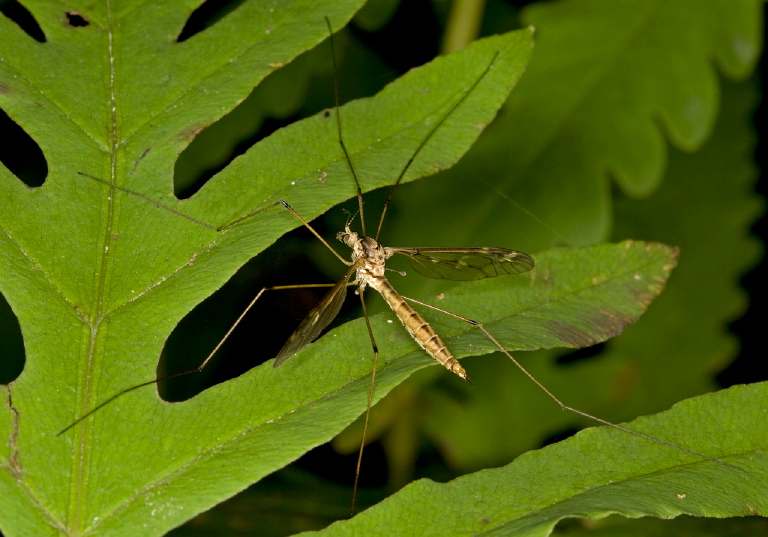 Tipula (Beringotipula) borealis Tipulidae