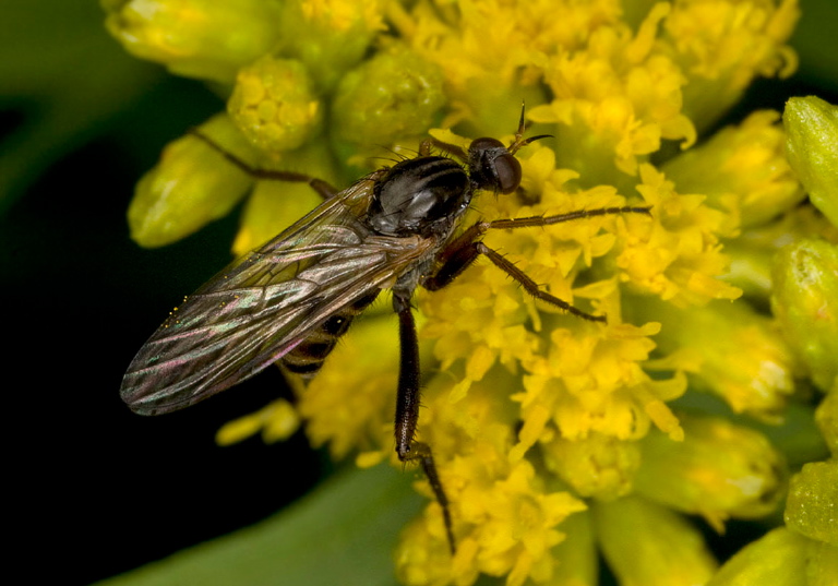   Empididae