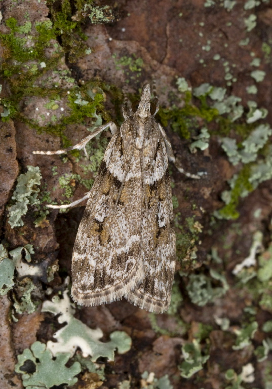 Scoparia biplagialis Crambidae