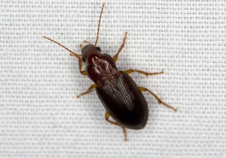 Ophonus puncticeps Carabidae