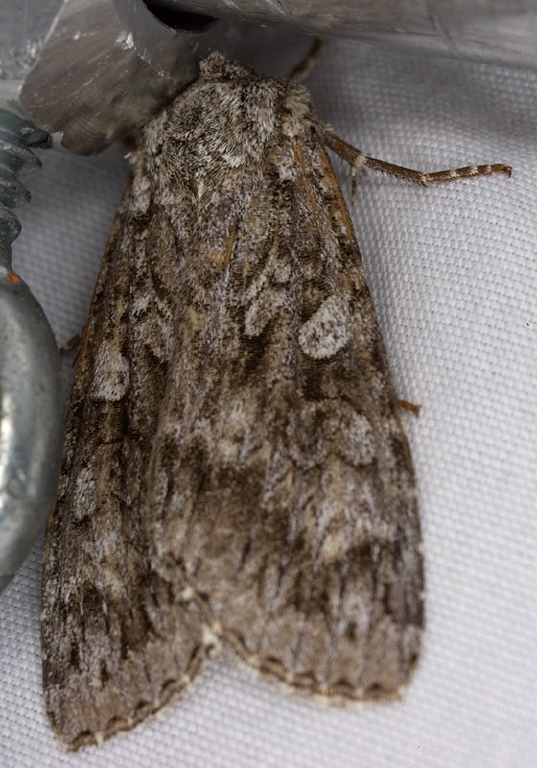 Eurois occulta? Noctuidae