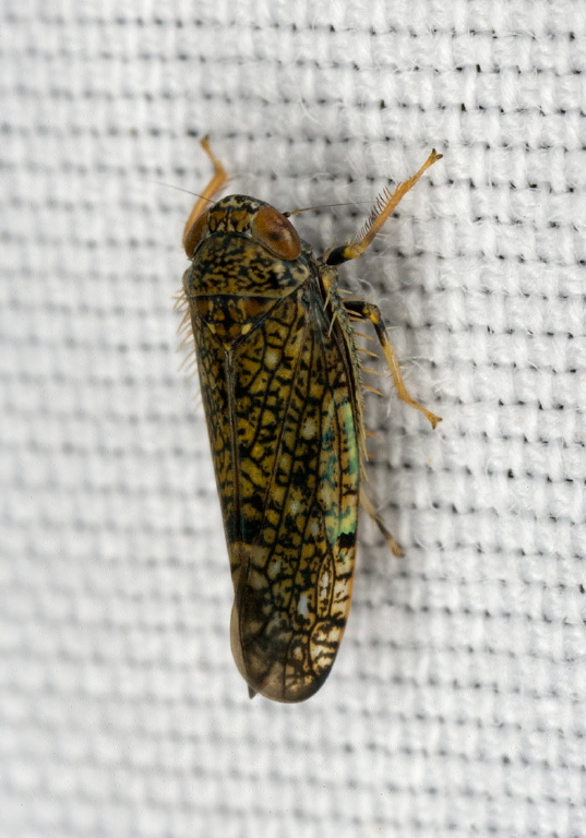 Gyponana sp. Cicadellidae