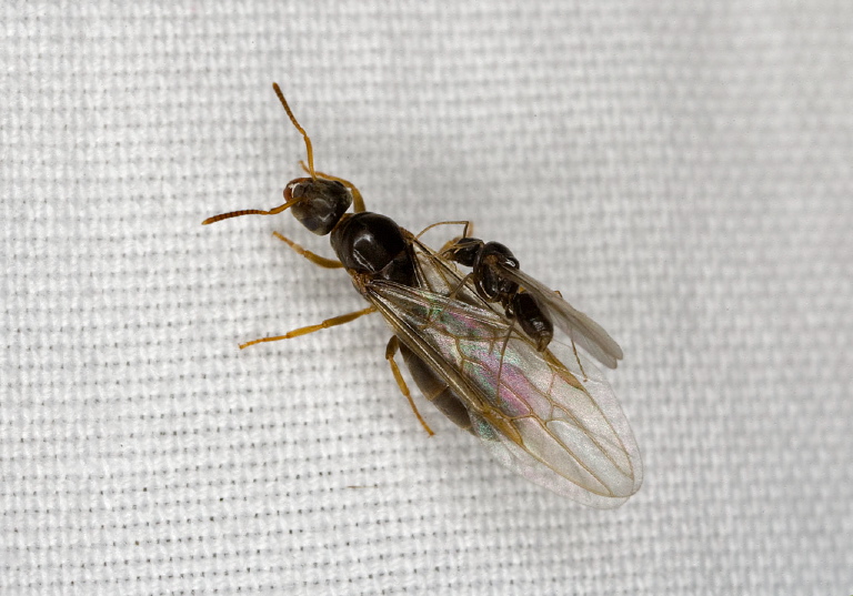 Lasius sp. Formicidae