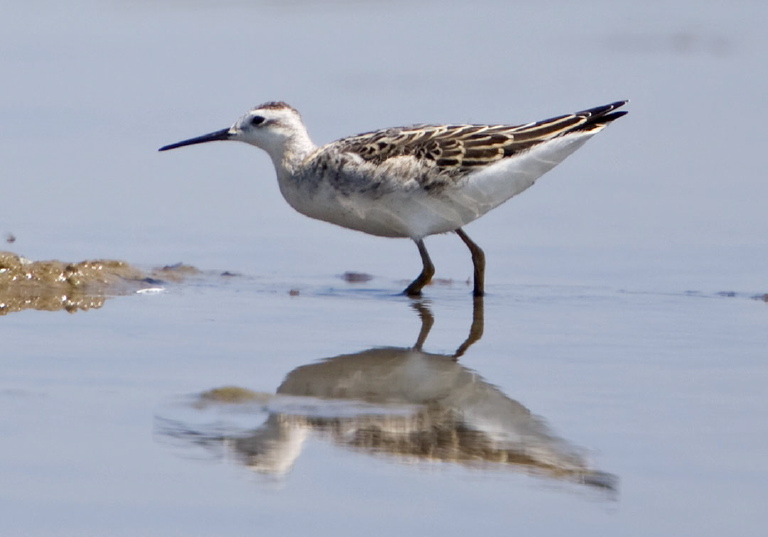 Phalaropus tricolor Scolopacidae