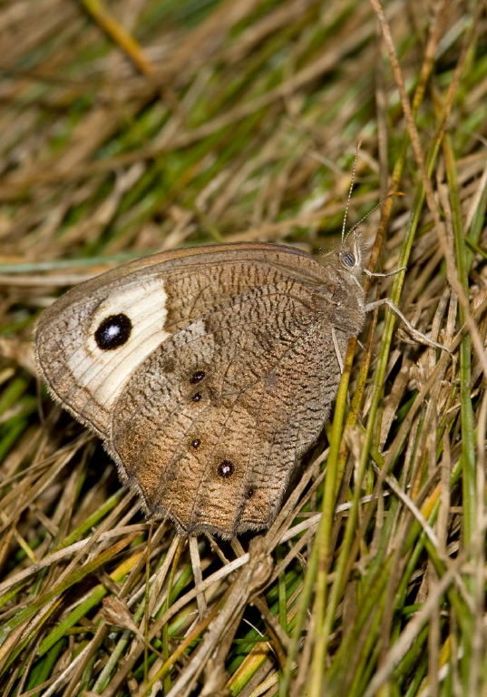 Cercyonis pegala Nymphalidae