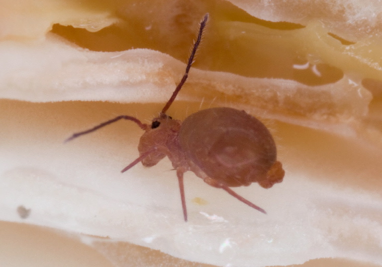 Ptenothrix unicolor Dicyrtomidae