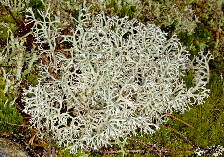 Cladonia sp.? Cladoniaceae