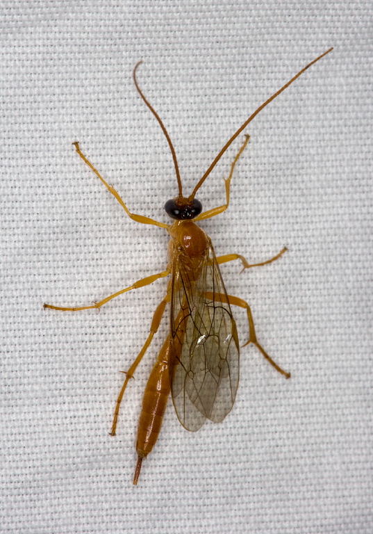   Ichneumonidae