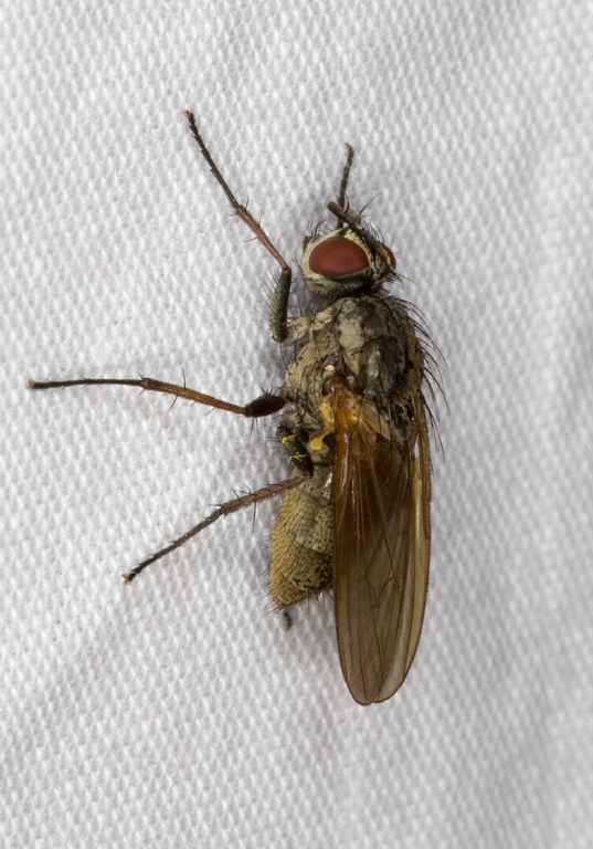   Anthomyiidae?