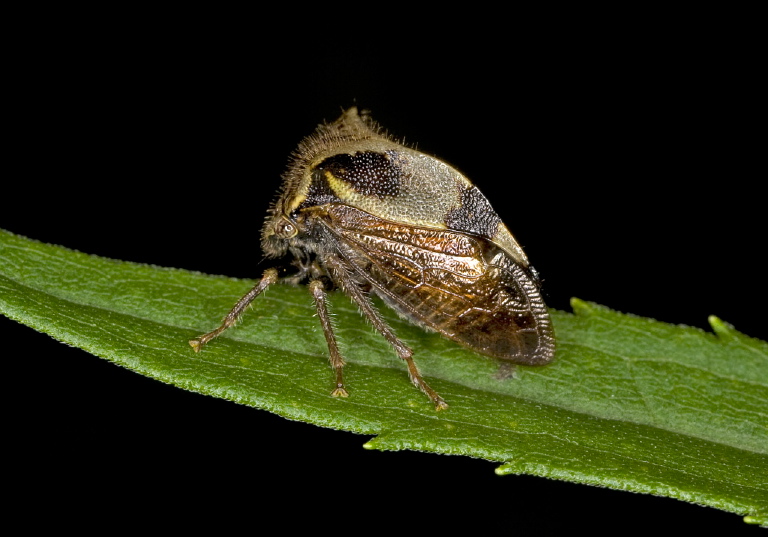 Ceresa diceros? Membracidae