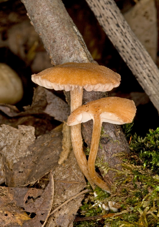 Laccaria laccata? Hydnangiaceae