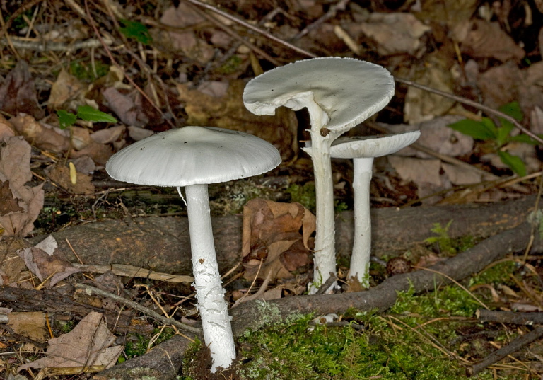 Amanita bisporigera? Pluteaceae