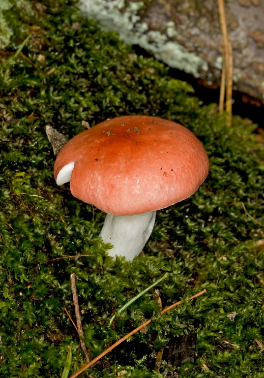   Russulaceae