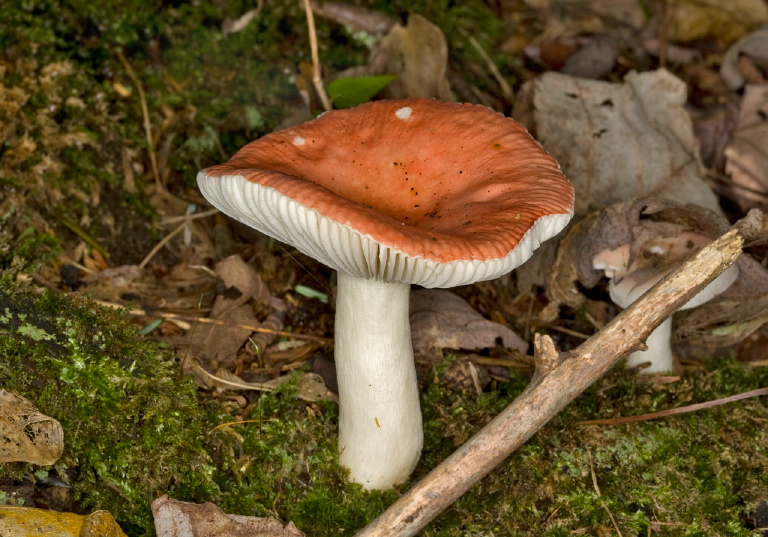   Russulaceae