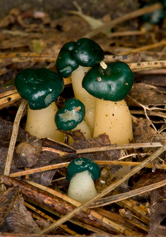 Leotia viscosa Leotiaceae