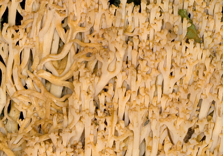 Ramaria sp? Ramariaceae