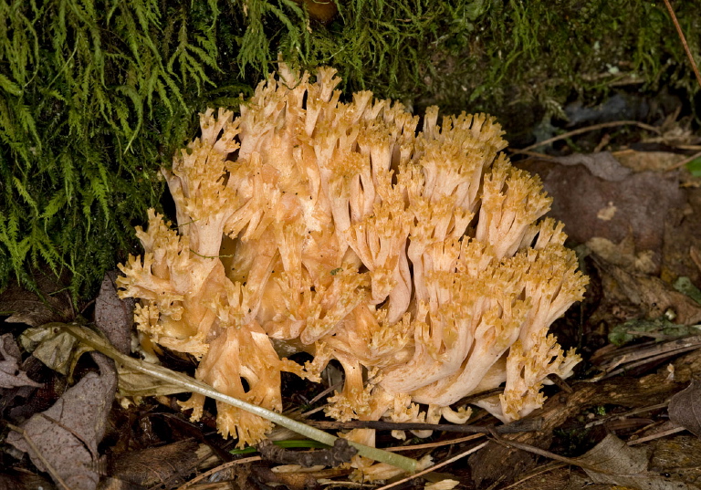 Ramaria sp? Ramariaceae