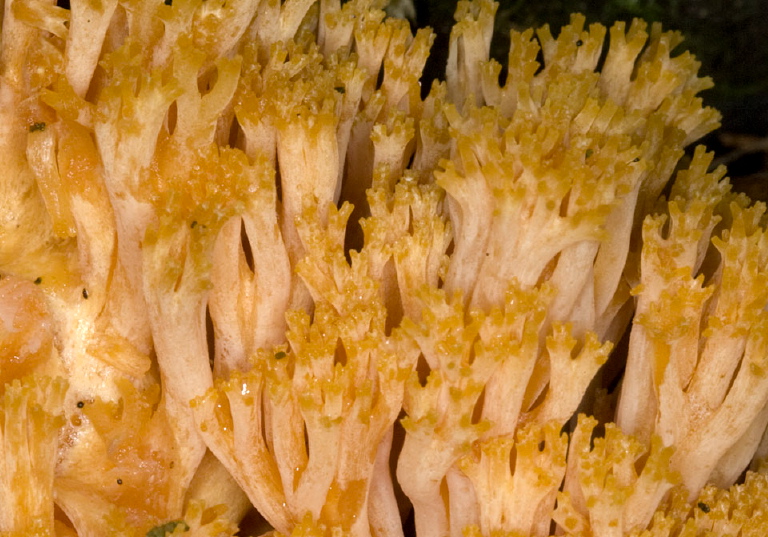 Ramaria sp? Ramariaceae