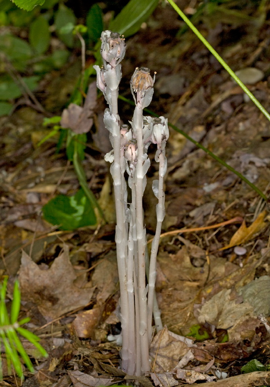 Monotropa uniflora Monotropaceae