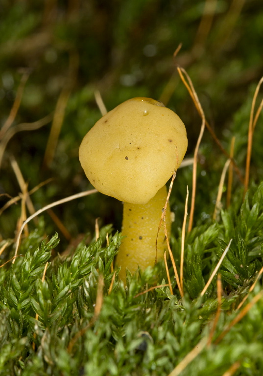 Leotia lubrica? Leotiaceae