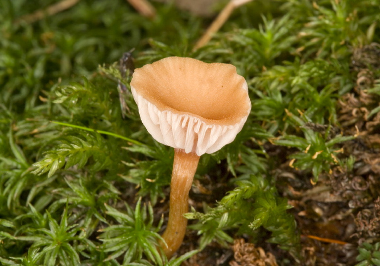 Laccaria laccata? Hydnangiaceae