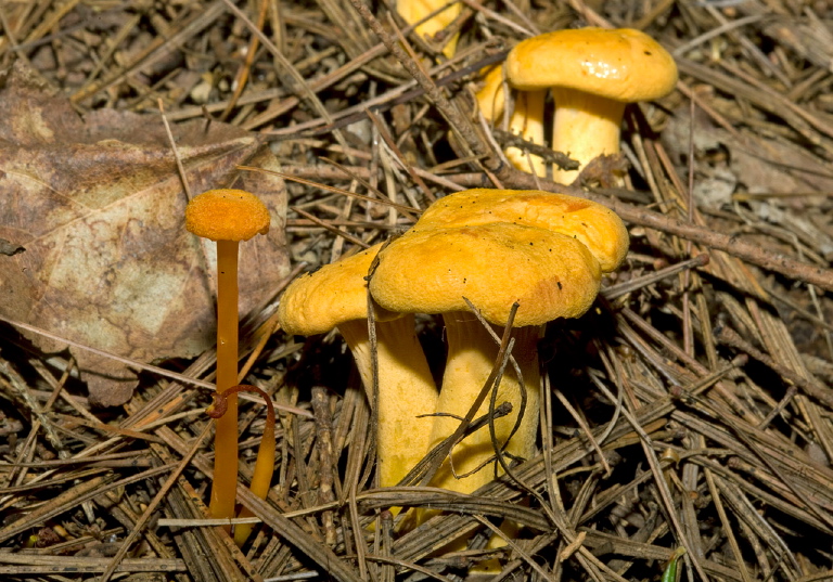 Cantharellus cibarius? Cantharellaceae