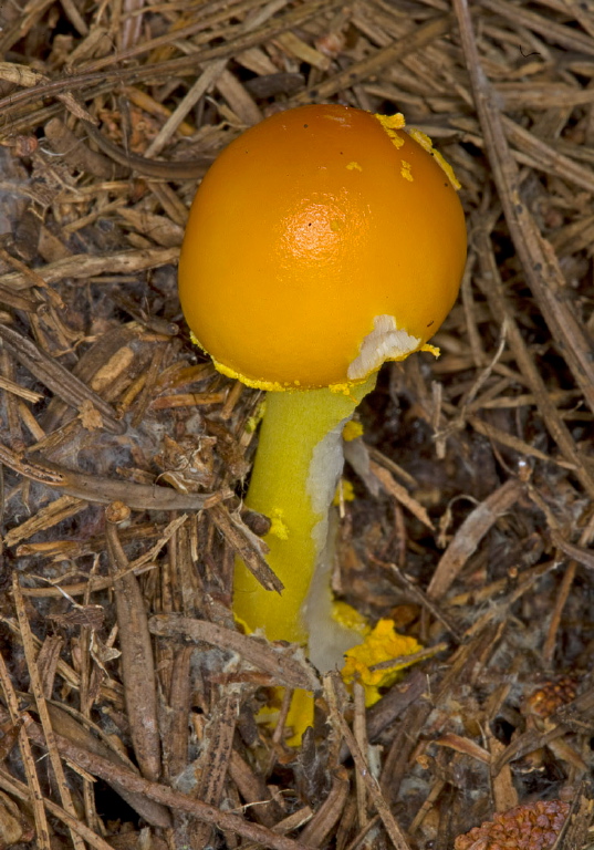 Amanita flavoconia? Pluteaceae