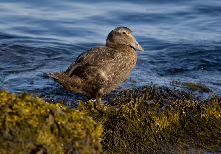 Somateria mollissima Anatidae