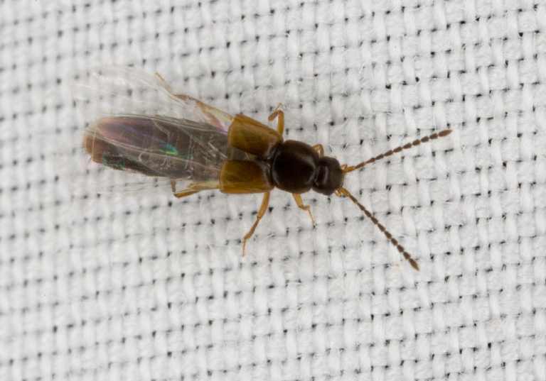   Staphylinidae