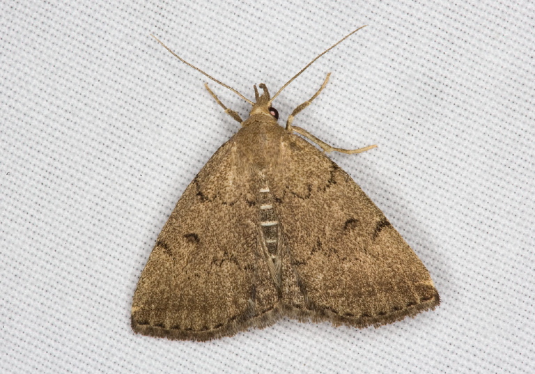 Zanclognatha protumnusalis Erebidae