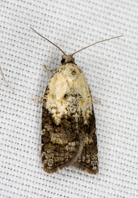 Acleris fragariana Tortricidae